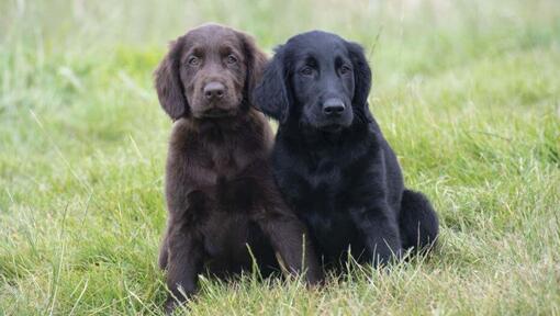 Flat Coated Retriever Dog Breed Information Purina